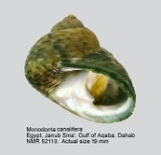 Monodonta canalifera